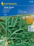 Nasiona i cebule - Rukola Nasiona Kiepenkerl - miniaturka - grafika 1