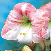 Nasiona i cebule - Hippeastrum Amarylis Apple Blossom 1 szt Cebula - miniaturka - grafika 1