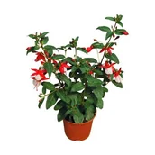 Kwiaty doniczkowe - Fuksja wys. 25 cm don. 10.5 cm - miniaturka - grafika 1