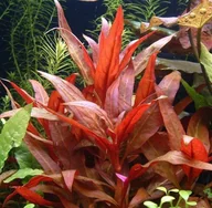 Dekoracje do akwarium - Alternanthera Reineckii Mini Duży Kubek 10cm Piękna in vitro - miniaturka - grafika 1