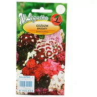 Nasiona i cebule - Legutko Goździk brodaty Dianthus barbatus 1g - miniaturka - grafika 1