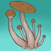 Nasiona i cebule - Mykożerca Growkit Mazatapec Full Auto - miniaturka - grafika 1