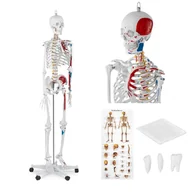 Pomoce naukowe - Physa Szkielet człowieka - model anatomiczny - 180 cm PHY-SK-2 - miniaturka - grafika 1