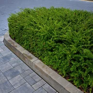 Kwiaty doniczkowe - Suchodrzew chiński Duża sadzonka (Lonicera pileata) Doniczka 2.0L - miniaturka - grafika 1