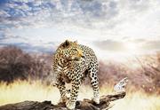 Fototapety - Leopard - fototapeta 366x254 cm Sale! - miniaturka - grafika 1