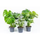 Kwiaty doniczkowe - Monstera - miniaturka - grafika 1