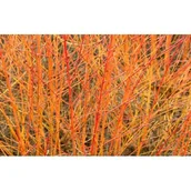 Sadzonki drzew krzewów - dereń świdwa 'Anny's Winter Orange' - miniaturka - grafika 1