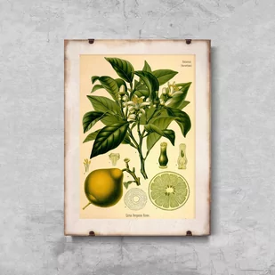 Plakat na ścianę Bergamotka - Plakaty - miniaturka - grafika 1