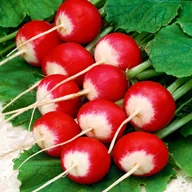 Nasiona i cebule - Rzodkiewka CARO (kulista, czerwona z białym końcem, wczesna) Raphanus sativus L. - miniaturka - grafika 1