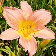 Nasiona i cebule - Hemerocallis Liliowiec Catherine Woodbury 1 szt. - miniaturka - grafika 1