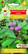 Nasiona i cebule - EXOTIC HOBBY Czułek, Mimoza wstydliwa - miniaturka - grafika 1