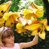 Nasiona i cebule - Lilia Drzewiasta Rising Moon 1 szt cebulki lilii - miniaturka - grafika 1