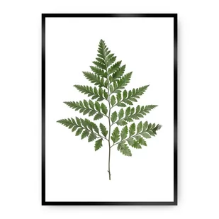 Dekoria Dekoria Plakat Fern Green 40 x 50 cm Ramka Srebrna 221C-000-08 - Plakaty - miniaturka - grafika 1