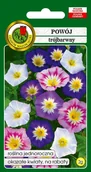 Nasiona i cebule - Powój Trójbarwny Mieszany 2 g PNOS - miniaturka - grafika 1
