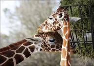 Plakaty - Giraffe couple at The Montgomery Zoo in Oak Park., Carol Highsmith - plakat 60x40 cm - miniaturka - grafika 1