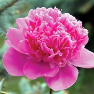 Nasiona i cebule - Paeonia Piwonia chińska Ursynów 1 szt. - miniaturka - grafika 1