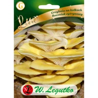 Nasiona i cebule - Grzybnia Boczniak cytrynowy 20szt. W. Legutko - miniaturka - grafika 1
