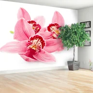 Fototapety - Fototapeta Różowa orchidea - miniaturka - grafika 1