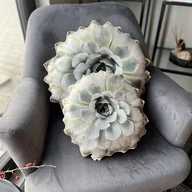 Poduszki dekoracyjne - Zestaw Poduszki Sukulenty Jasnozielone Poduszkownia - miniaturka - grafika 1