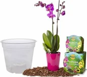 Ziemia ogrodowa - Planta Ziemia do storczyków zestaw z doniczką 1,1 L - miniaturka - grafika 1
