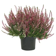 Kwiaty doniczkowe - Wrzos pączkowy fioletowy doniczka 12 cm - miniaturka - grafika 1