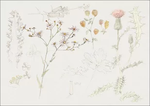 Galeria Plakatu, Plakat, Studies of Meadow Flowers, Samuel Colman, 50x40 cm - Plakaty Galeria Plakatu, Plakat, Studies of Meadow Flowers, Samuel Colman, 50x40 cm - Plakaty - miniaturka - grafika 1