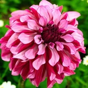Nasiona i cebule - Dalia dekoracyjna Cranberry Classic 1 szt. - miniaturka - grafika 1