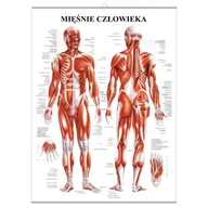 Mapy i plansze edukacyjne - Plansza anatomiczna Mięśnie Człowieka z haczykiem (PL) - miniaturka - grafika 1