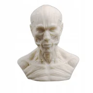 Figurki dekoracyjne - Popiersie anatomiczne - miniaturka - grafika 1