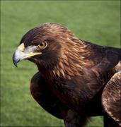 Plakaty - The golden eagle that flies at the Auburn University’s football game every year., Carol Highsmith - plakat 40x40 cm - miniaturka - grafika 1