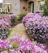 Kwiaty doniczkowe - Lilak Meyera PALIBIN, kwitnie 2 RAZY PACHNĄCY Sadzonki Duża Doniczka 2L - miniaturka - grafika 1