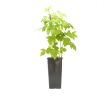 Sadzonki drzew krzewów - Malina żółta wys. 25 cm don. 2 l - miniaturka - grafika 1