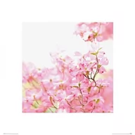 Plakaty - Różowe Kwiaty - Reprodukcja - miniaturka - grafika 1