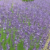 Nasiona i cebule - Lavendula Lawenda Contrast 1 szt. doniczka P9 - miniaturka - grafika 1