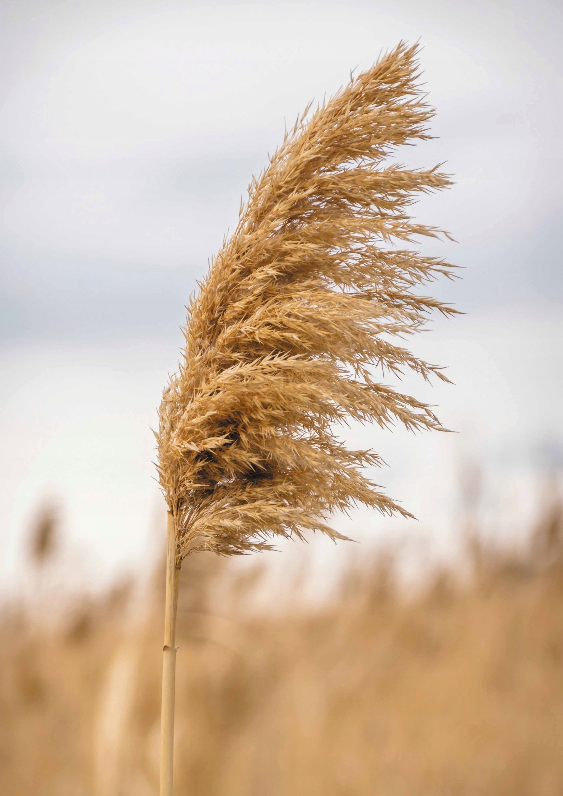 Plakat A2 Boho Krajobraz Kwiaty Natura Do Salonu Ozdobne Duży Wybór Grafika