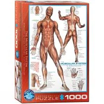 Eurographics Puzzle układu mięśniowego (1000 sztuk) EG60002015 - Puzzle - miniaturka - grafika 1