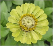 Nasiona i cebule - Cynia Daliowa ENVY ZIELONA (Ziania Elegans Dahl. FL) nasiona 100 sztuk - miniaturka - grafika 1