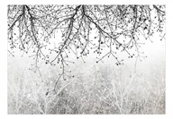 Fototapety - Fototapeta - Naturalna jasność (rozmiar 100x70) - miniaturka - grafika 1