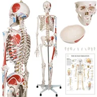 Mały naukowiec - JAGO Human Anatomy Skeleton z detalami malowania mięśni, 181 - miniaturka - grafika 1