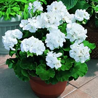 Nasiona i cebule - Pelargonia Rabatowa bia��a F2 (Pelargonium zonale) 12 nasion - miniaturka - grafika 1