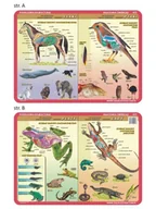 Podkładki na biurko - Visual System Podkładka na biurko anatomia zwierząt, VISUAL SYSTEM - miniaturka - grafika 1
