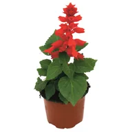 Kwiaty doniczkowe - Salvia wys. 25 cm don. 9 cm - miniaturka - grafika 1