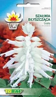 Nasiona i cebule - SZAŁWIA BŁYSZCZĄCA BIAŁA SALVIA SPLENDENS 10 NAS - miniaturka - grafika 1