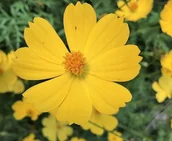 Nasiona i cebule - ŻADKI KOSMOS „ONĘTEK” ŻÓŁTY (COSMOS BIPINNATUS) NASIONA 1 G - miniaturka - grafika 1