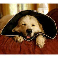 Pozostałe akcesoria dla psów - Kołnierz ochronny dla psa ALL FOUR PAWS Comfy Cone, rozmiar XXL, 37,5 cm, czarny - miniaturka - grafika 1