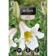 Nasiona i cebule - Lilia trąbkowa Regale Album 2 sztuki Eden - miniaturka - grafika 1