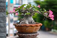 Kwiaty doniczkowe - Adenium Mini Baobab Róża Pustyni P12. - miniaturka - grafika 1