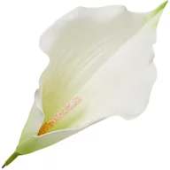 Sztuczne kwiaty - [68B6203] Główka Kwiatowa Kalla Duża Biała Z Zielonym Środkiem 22Cm - miniaturka - grafika 1