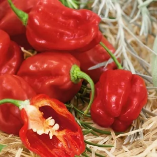 Kiepenkerl Papryka Habanero czerwona Kiepenkerl 101161 - Nasiona i cebule - miniaturka - grafika 1