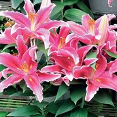 Nasiona i cebule - Lilia orient. doniczkowa Sunny Martinique 1 szt. cebule cebulki lilii lilie - miniaturka - grafika 1